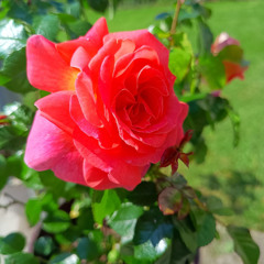 The Rambling Rose - violas