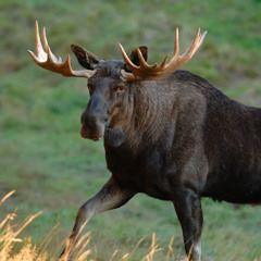 Balladen om é ushla älglus