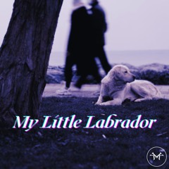 My Little Labrador