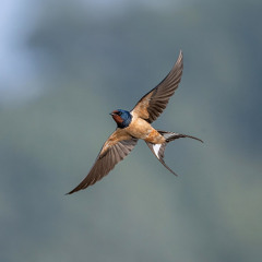 Swallows Feeding At Dawn - Florac, Cevennes, France