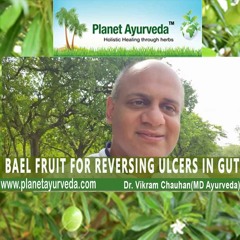 Bael Fruit For Reversing Ulcers In Gut -Dr. Vikram Chauhan (MD-Ayurveda)