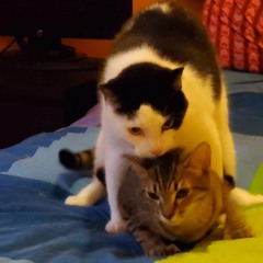 Scratch Freestyle at Bibliothèque et Archives nationales du Québec (BAnQ) Montreal Summer 2021