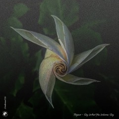 PREMIÈRE: Bajazo - Say What You Wanna Say