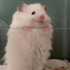 Bồng bềnh như mây