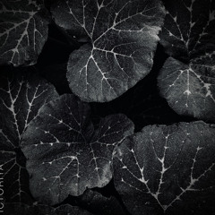 Fractal