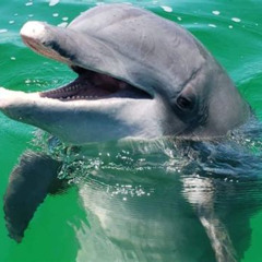 Best Salty Mary Dolphin And Snorkel Tours Prices Reviews