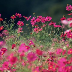 Aufmerksamkeitsschulung royalty background music FREE DOWNLOAD