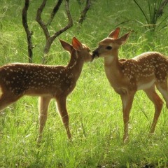 somewhere you've been before (orchid mantis cover)