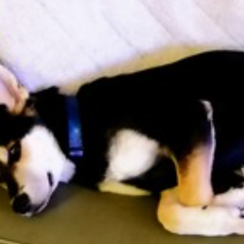 theme for an august dog
