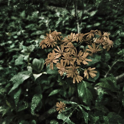 The Wind and the Rain