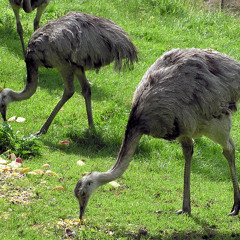RHEA2