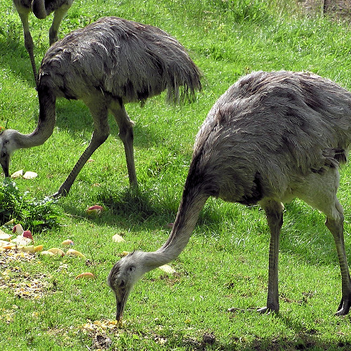 RHEA FOLLOW THIS HOME TO ME