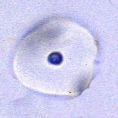 \amapiano.afrobeats\ vibe