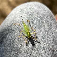 halF crickeT