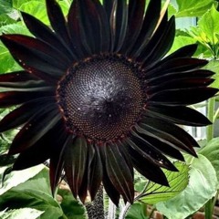 blac sun flower
