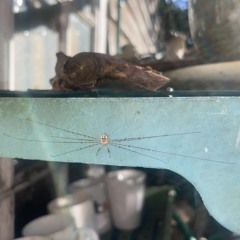 Spider song