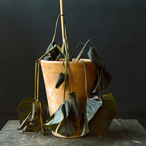 Prophecy of the World Without Anguish