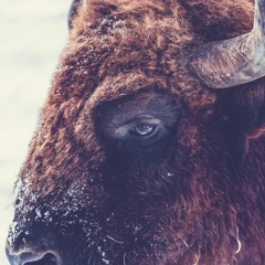 Ancient bison