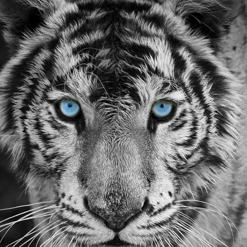 White Tiger x Stronger