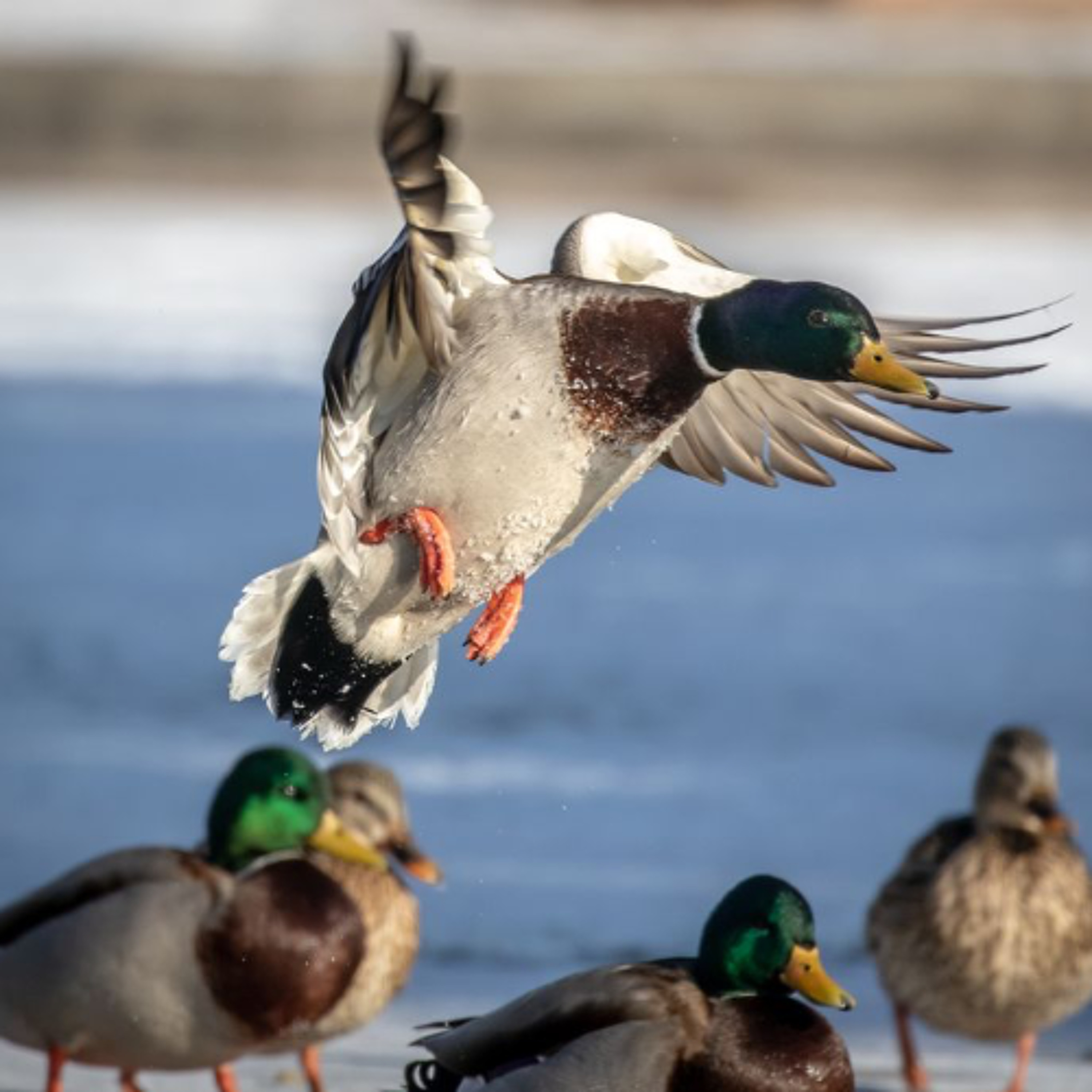 E524 - Better Shot, Better Hunter - Conversations From Duck Camp In Saskatchewan, Canada E524 - Better Shot, Better Hunter - Conversations From Duck Camp In Saskatchewan, Canada