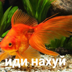 goldfish