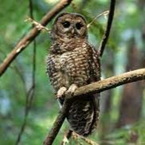 Stream Búho Moteado by Zoologico Sahuatoba Listen online for free on