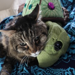 Special Kitty