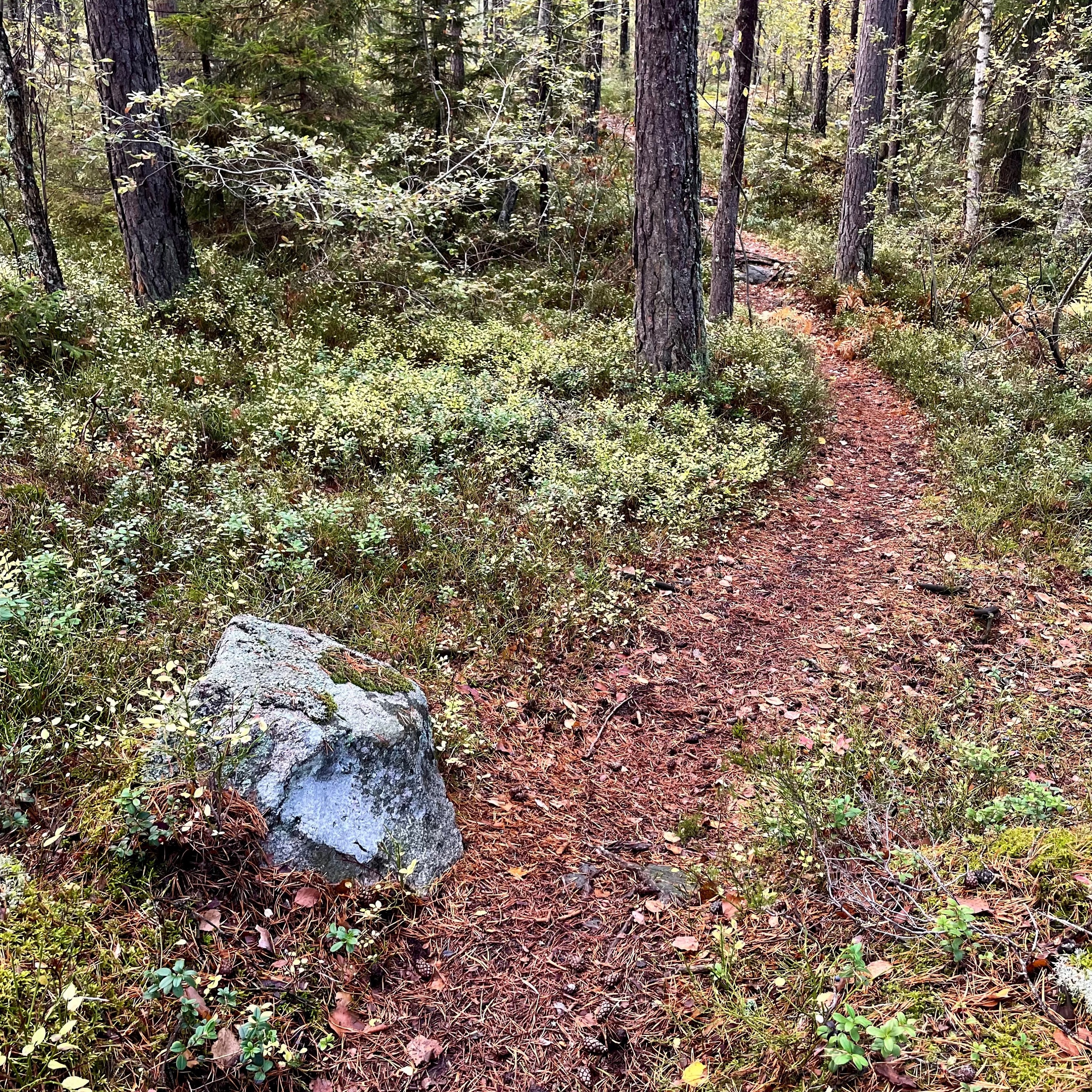 Viryabodhis flöde