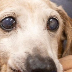 Best Treatment For Cloudy Eyes In Dogs Reviews