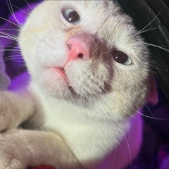 Gorgeous Girl