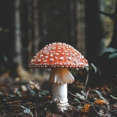 Toxic Mushroom By KubbZero