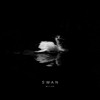 Download Video: Swan