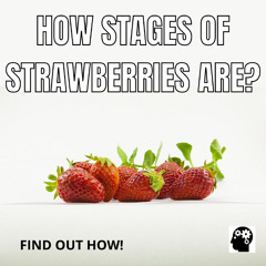 Stages of Strawberries