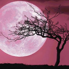 Full Moon Set - Luna Grace (4/8/2020)