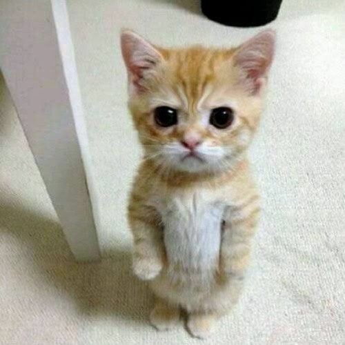 Angee Kitten