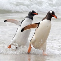 W.O.P - 150 Antartica Dance