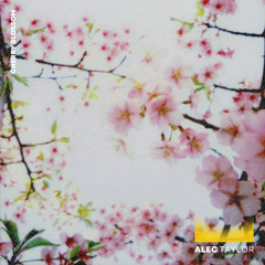 Cherry Blossom