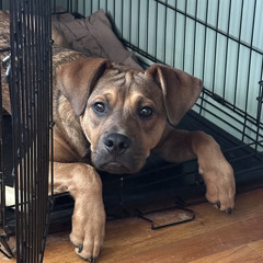 people plzr / apply online