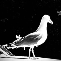 Deux Galets Sur La Plage Extrait