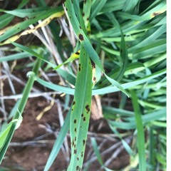 Cereal disease update, 19.8.24.