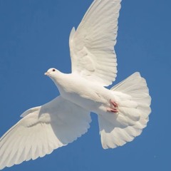 Emotional LaRussell x Bay Area Type Beat - "Thug Dove" prod.haymaker