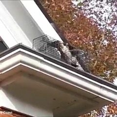 AAAC Wildlife Removal Treasure Coast - AAAC Wildlife Removal Treasure Coast