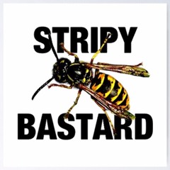 The Wasp in the Zone Mix 2010