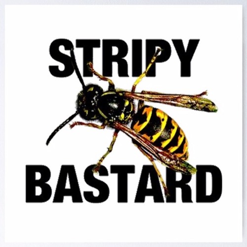 The Wasp in the Zone Mix 2010