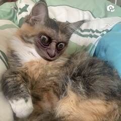 Krach für die Katze