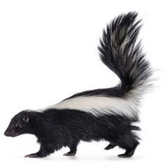 Skunk Phunk