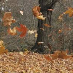 Autumn Leaves - V3