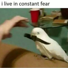 Meme Beat