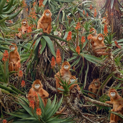 UND - Big Jungle Tree (***for labels***) NO MASTER