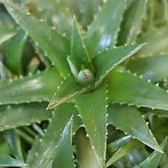 dyckia